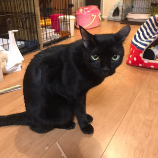 スリゴロちゃん1歳の黒猫兄弟、里親募集