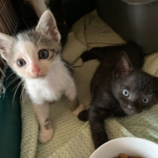 生後3カ月の子猫の里親様募集です。