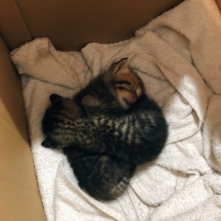 子猫2匹の里親さん探しています！！