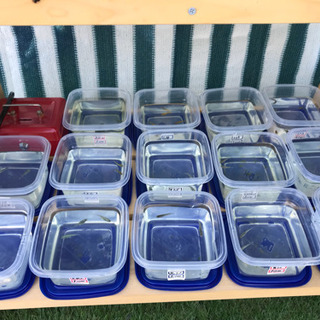 ゴールデンメダカ無人販売所 オーロラ黄ラメ 琥珀ラメ  黒ラメ ...