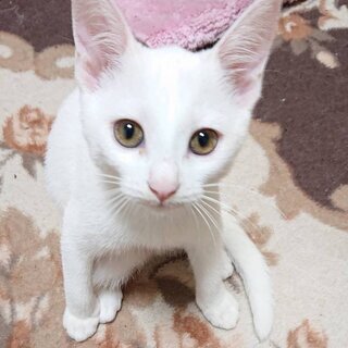 里親募集