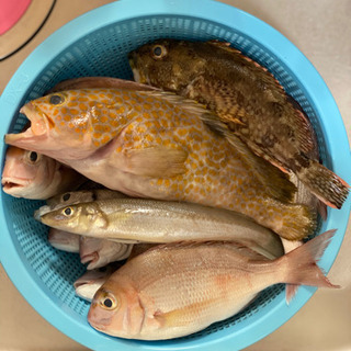 初心者大歓迎！魚釣り！海釣り 名古屋近郊 楽しくワイワイ