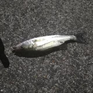 週末 釣り堀行きたい 初心者
