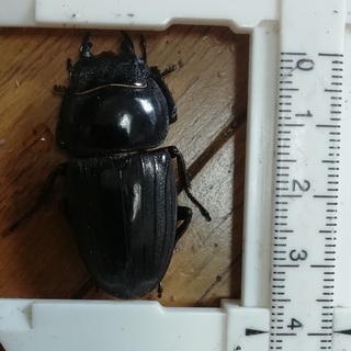 アマミヒラタクワガタ　♀のみ