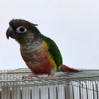 ワイコガネウロコインコ　♂　生後4カ月　『里親候補決定』
