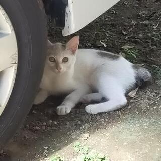 里親募集 庭にいる野良猫4～6ヶ月？メス？白に班入り