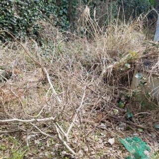 草刈り、木の伐採、庭の片付け致します