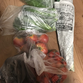 採れたて夏野菜セット