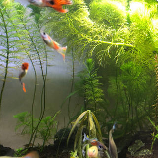 ❗️先着2名❗️水草！大量！の画像