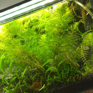 ❗️先着2名❗️水草！大量！の画像