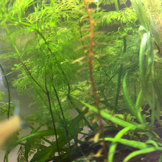 ❗️先着2名❗️水草！大量！の画像