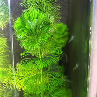 ❗️先着2名❗️水草！大量！の画像