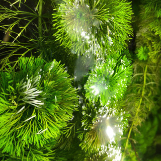 ❗️先着2名❗️水草！大量！の画像