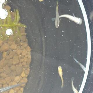 メダカ友達、募集中(⁎ᴗ͈ˬᴗ͈⁎)..*゜
