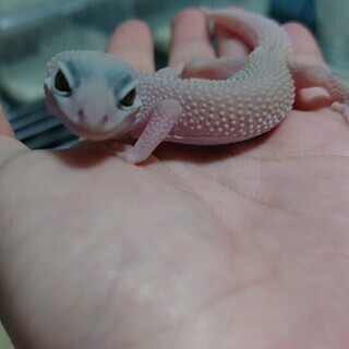⭐年北海道の爬虫類好き、エキゾチックアニマル好きの人の為のオープ...