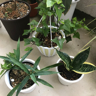 観葉植物　3点セット‼️