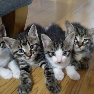 7月11日生まれの子猫5匹｜野良猫が身篭っていたので保護しました...