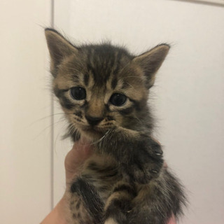 夏生まれの仔猫ちゃん❣️トライアル中につき、一旦応募中止してます