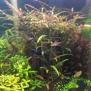 トリミングした水草いろいろ