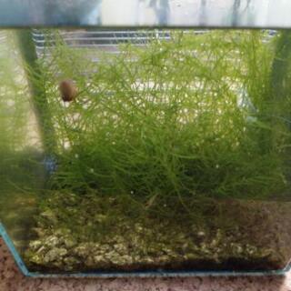 ウィローモス 水苔 水草