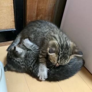 【更新有】里親さんが見つかりました − 群馬県