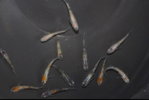 小豆の舞血統（メダカ）（稚魚販売可能）