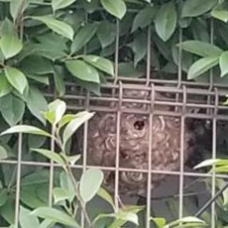 ハチ駆除、スズメバチ駆除いざと言う時の為にお気に入り★に保存するべき