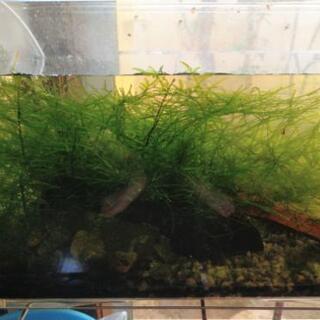 ウィローモス 水苔 水草②