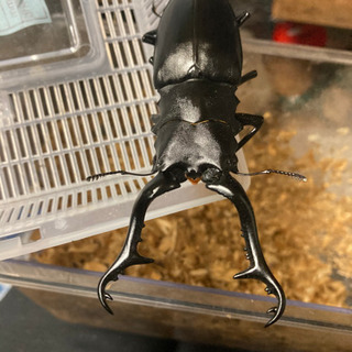 ギラファ ノコギリクワガタ　ペアの画像