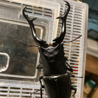 ギラファ ノコギリクワガタ　ペアの画像