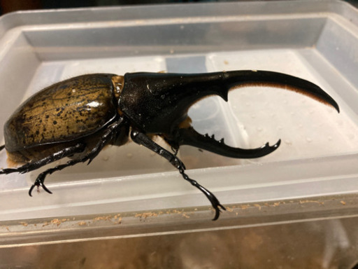 ヘラクレスオオカブト　ペア