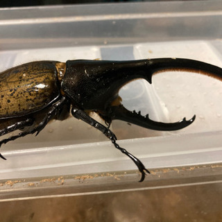 最終値下げ　ヘラクレスオオカブト160mmペア 最終値下げヘラクレスオオカブト160mmペア