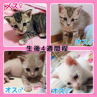 生後1ヶ月程♡子猫4匹