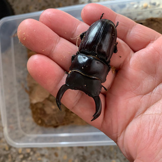 鹿児島県のオオクワガタの中古が安い！激安で譲ります・無料であげます｜ジモティー