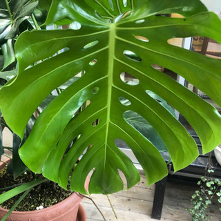 観葉植物　モンステラ