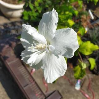 ムクゲ　白花　庭木　ガーデニング　シンボルツリー