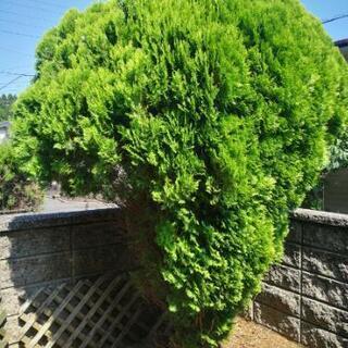 植木さしあげますの画像