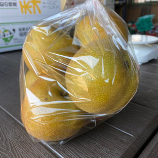 豊水の収穫が少しずつですが始まりました(^^)