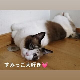 幕張・津田沼　ペットシッターss幕張ワンちゃんねこちゃんのお世話お引受けします - ペット