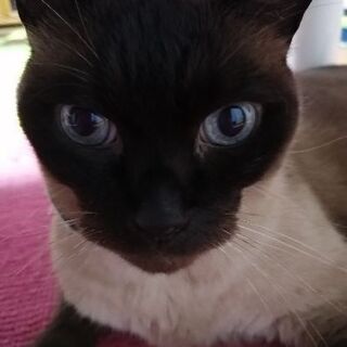 幕張・津田沼　ペットシッターss幕張ワンちゃんねこちゃんのお世話...