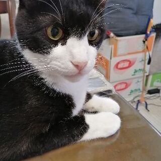 幕張・津田沼　ペットシッターss幕張ワンちゃんねこちゃんのお世話お引受けします - 習志野市