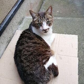 幕張・津田沼　ペットシッターss幕張ワンちゃんねこちゃんのお世話お引受けします − 千葉県