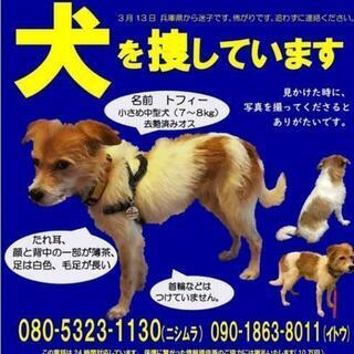 迷子のトフィー君