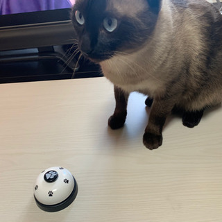 ペットトレーニングベル 肉球柄 猫用 犬用 おもちゃの画像