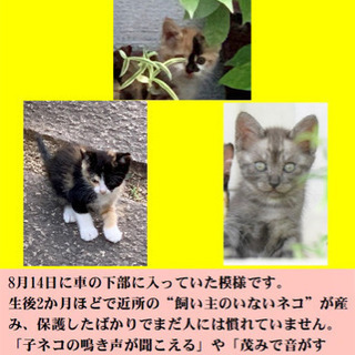 子猫を探しています