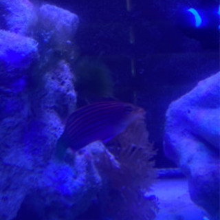 引き取り限定★海水魚の画像