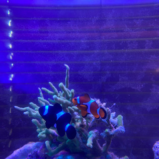 引き取り限定★海水魚