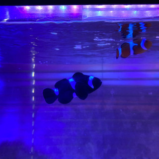 引き取り限定★海水魚の画像
