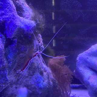 引き取り限定★海水魚の画像