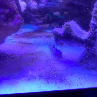 引き取り限定★海水魚の画像